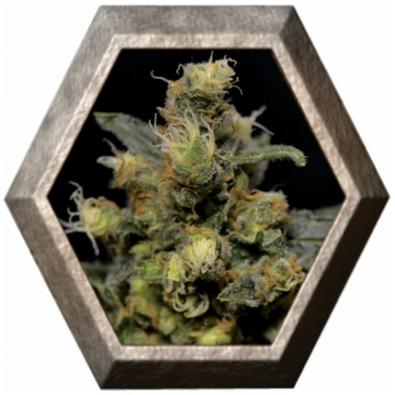 Ak 1 semilla CBD Classic Seeds CBD SEEDS CBD SEEDS