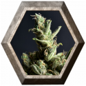 Amnesia 5 1 semilla CBD Classic Seeds