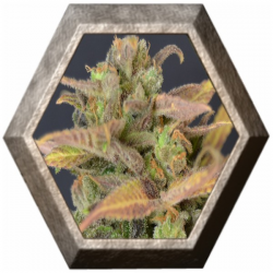 Auto Critical 1 semilla CBD Seeds CBD SEEDS CBD SEEDS