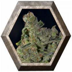 Auto Diesel 1 semilla CBD Seeds CBD SEEDS CBD SEEDS