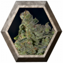 Auto Diesel 1 semilla CBD Seeds