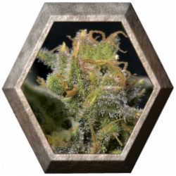 Auto Northern 1 semilla CBD Seeds CBD SEEDS CBD SEEDS