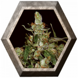 Auto Widow 1 semilla CBD Seeds CBD SEEDS CBD SEEDS