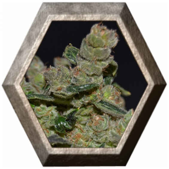 Diesel 1 semilla CBD Classic Seeds CBD SEEDS CBD SEEDS