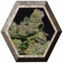 Diesel 1 semilla CBD Classic Seeds