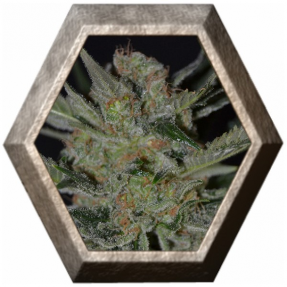 Domina 1 semilla CBD Classic Seeds CBD SEEDS CBD SEEDS