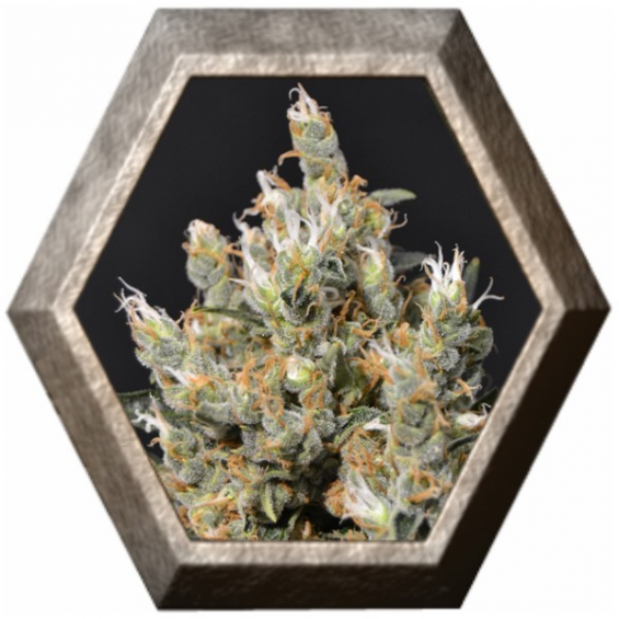 Kali 1 semilla CBD Classic Seeds CBD SEEDS CBD SEEDS