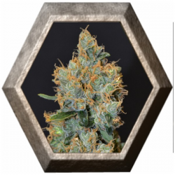 Lavender 1 semilla CBD Classic Seeds CBD SEEDS CBD SEEDS