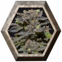 Magma 1 semilla CBD Medical Seeds