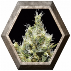 Northern 1 semilla CBD Classic Seeds CBD SEEDS CBD SEEDS