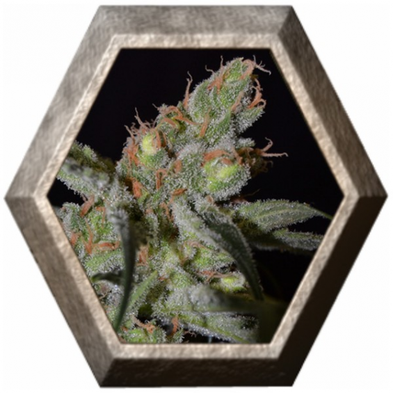 Shark 1 semilla CBD Classic Seeds CBD SEEDS CBD SEEDS