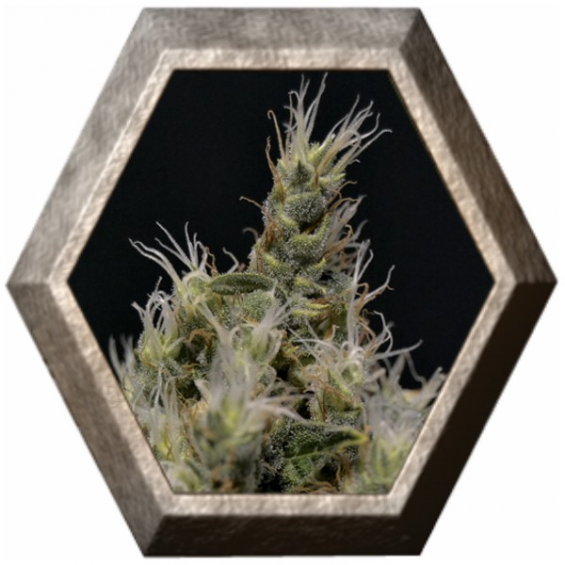 Vanilla Haze 1 semilla CBD Medical Seeds CBD SEEDS CBD SEEDS