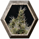 Vanilla Haze 1 semilla CBD Medical Seeds