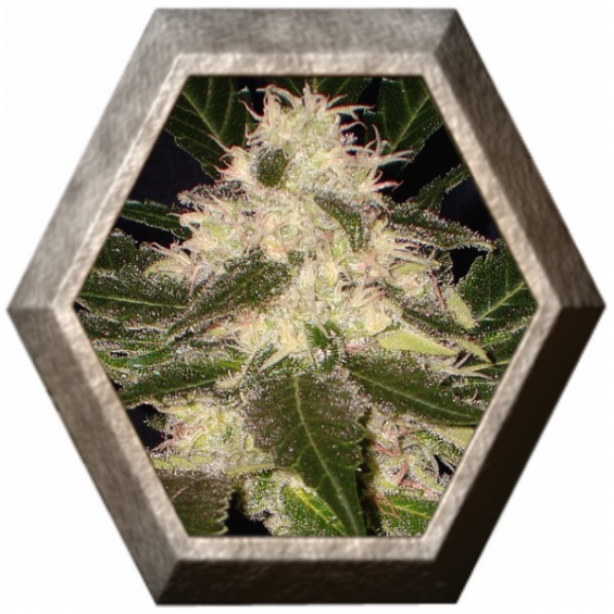 Widow 1 semilla CBD Classic Seeds CBD SEEDS CBD SEEDS