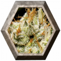 Yumbolt 1 semilla CBD Classic Seeds