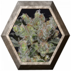 Zen 1 semilla CBD Medical Seeds CBD SEEDS CBD SEEDS