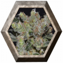 Zen 1 semilla CBD Medical Seeds