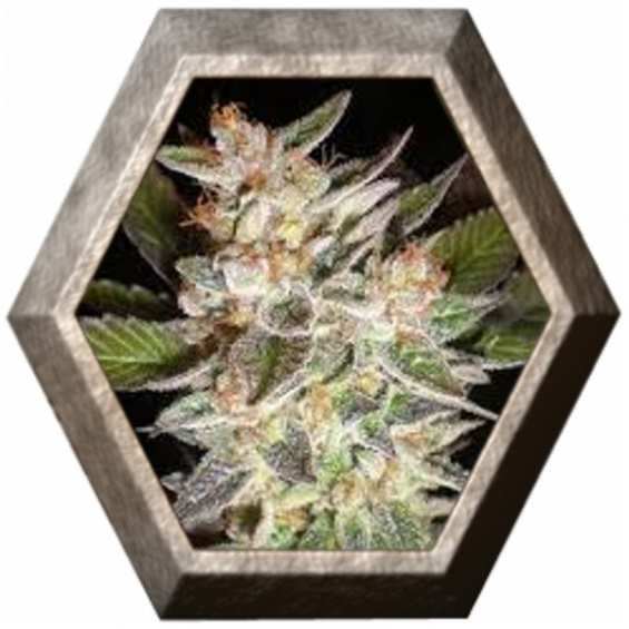 Delicius Candy Auto 1 semilla Delicious Seeds DELICIOUS SEEDS DELICIOUS SEEDS