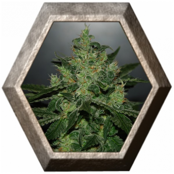 Critical Jack Herer Auto 1 semilla Delicious Seeds DELICIOUS SEEDS DELICIOUS SEEDS