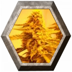 Sugar Black Rose Auto 1 semilla Delicious Seeds DELICIOUS SEEDS DELICIOUS SEEDS