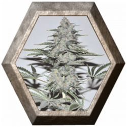 Banana Joint 3 semillas Elite Seeds ELITE SEEDS ELITE SEEDS