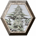 Banana Joint 3 semillas Elite Seeds