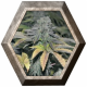 Early Widow 3 semillas Elite Seeds ELITE SEEDS ELITE SEEDS