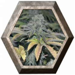 Early Widow 3 semillas Elite Seeds ELITE SEEDS ELITE SEEDS