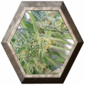 Elite 47 3 semillas Elite Seeds