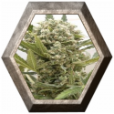 La Katana 3 semillas Elite Seeds