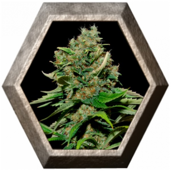 Excalibur 3 semillas Eva seeds EVA SEEDS EVA FEMALE SEEDS