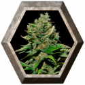 Excalibur 3 semillas Eva seeds