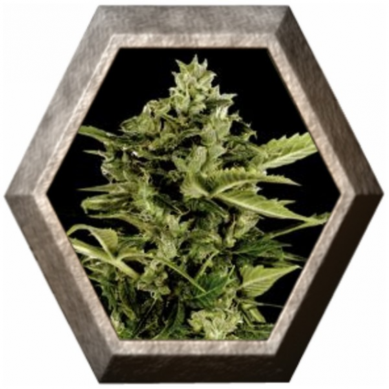 Auto Bomb 1 semilla Green House Seeds GREEN HOUSE SEEDS GREEN HOUSE SEEDS