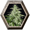 Kalashnikova Auto 1 semilla Green House Seeds