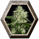 NL Automatic 3 semillas Green House Seeds