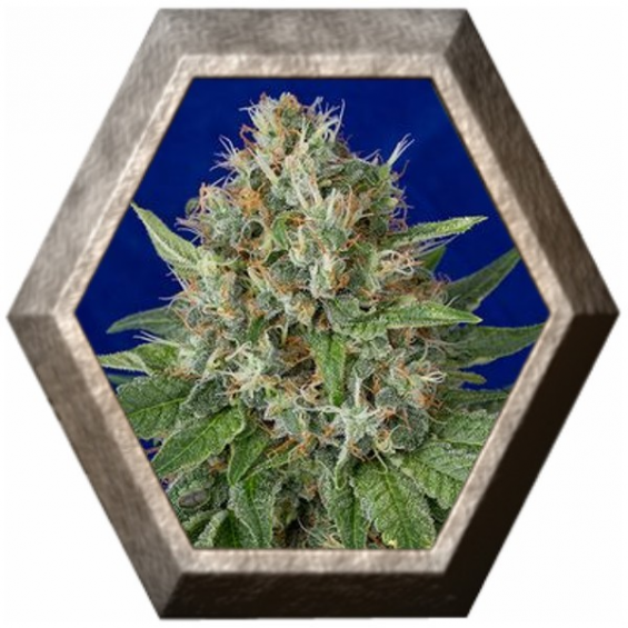 OG Kush 3 semillas Humboldt Seeds HUMBOLDT HUMBOLDT