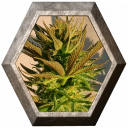 B Lee Auto 1 semilla Kannabia seeds KANNABIA KANNABIA