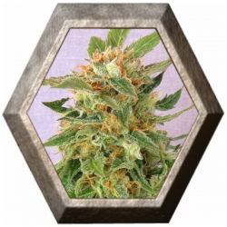 Hobbit Auto 1 semilla Kannabia seeds KANNABIA KANNABIA