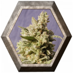 Mataro Blue 1 semilla Kannabia seeds KANNABIA KANNABIA