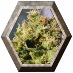 Mikromachine Auto 1 semilla Kannabia seeds KANNABIA KANNABIA