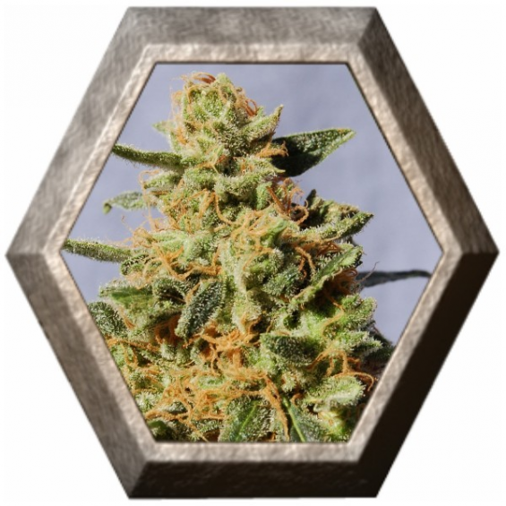 White Domina 1 semilla Kannabia seeds KANNABIA KANNABIA