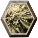 Canadian Kush 3 semillas Medical Seeds