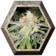 Deep Neville Regular 10 semillas Medical Seeds MEDICAL SEEDS MEDICAL SEEDS