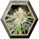 Deep Neville Regular 10 semillas Medical Seeds