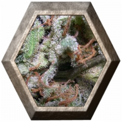 Collection Pack Indica Champions Paradise Seeds PARADISE SEEDS PARADISE SEEDS