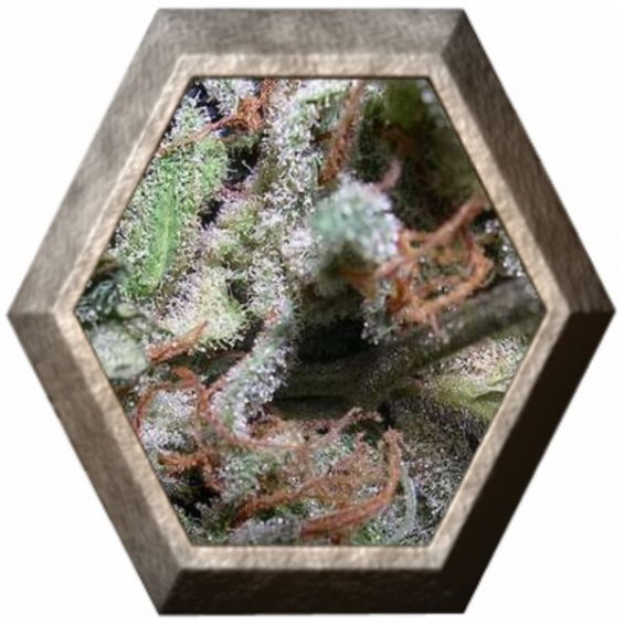 Collection Pack Indica Champions Paradise Seeds PARADISE SEEDS PARADISE SEEDS