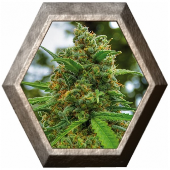 Grapefruit 5 semillas Positronic Seeds POSITRONIC SEEDS POSITRONICS SEEDS