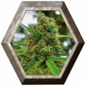 Grapefruit 5 semillas Positronic Seeds