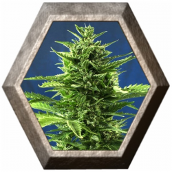 Jack Diesel Express 5 semillas Positronic Seeds POSITRONIC SEEDS POSITRONICS SEEDS