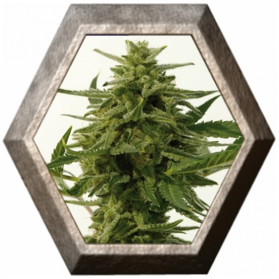 Northern Haze Express 5 semillas Positronic Seeds POSITRONIC SEEDS POSITRONICS SEEDS